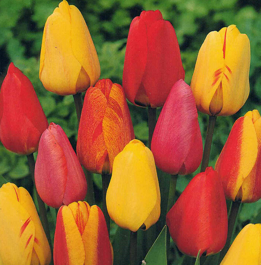 Tulipa, Tulpen Darwin, 10 Blumenzwiebeln