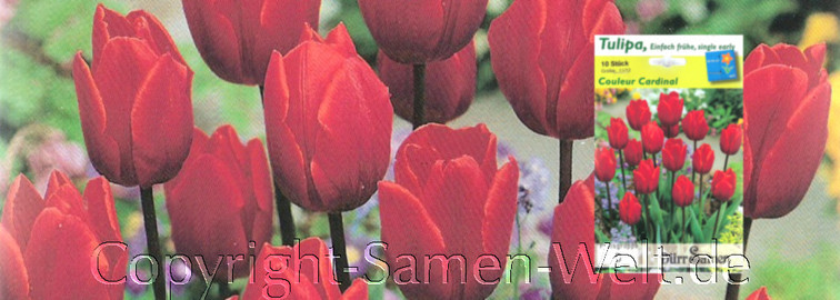Tulipa, Tulpen Couleur Cardinal, 10 Blumenzwiebeln