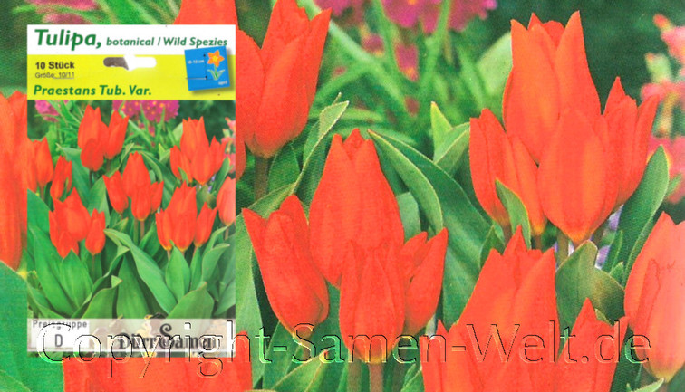 Tulipa, Tulpen Praestans Tub. Var., 10 Blumenzwiebeln