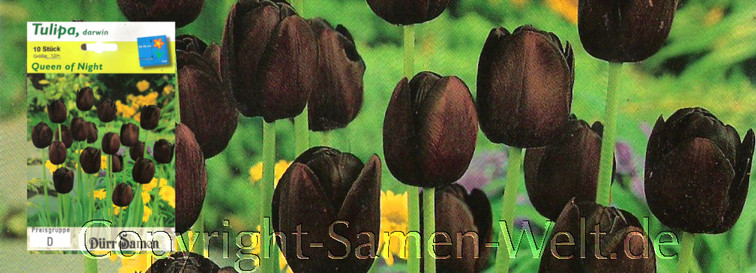 Tulipa, Tulpen Queen of Night, 10 Blumenzwiebeln