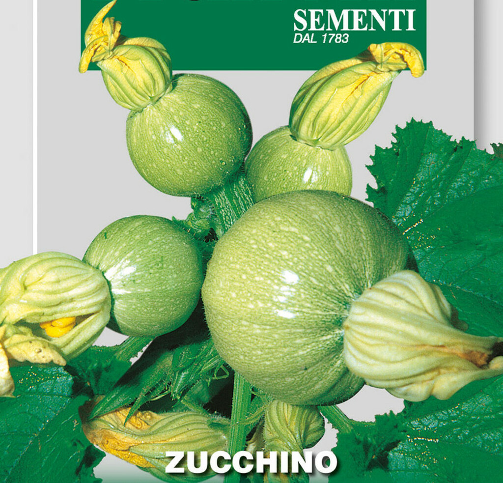 Samen Zucchini runde Zucchini, Tondo Chiaro Di Nizza, Cucurbita pepo L. , Franchi Sementi