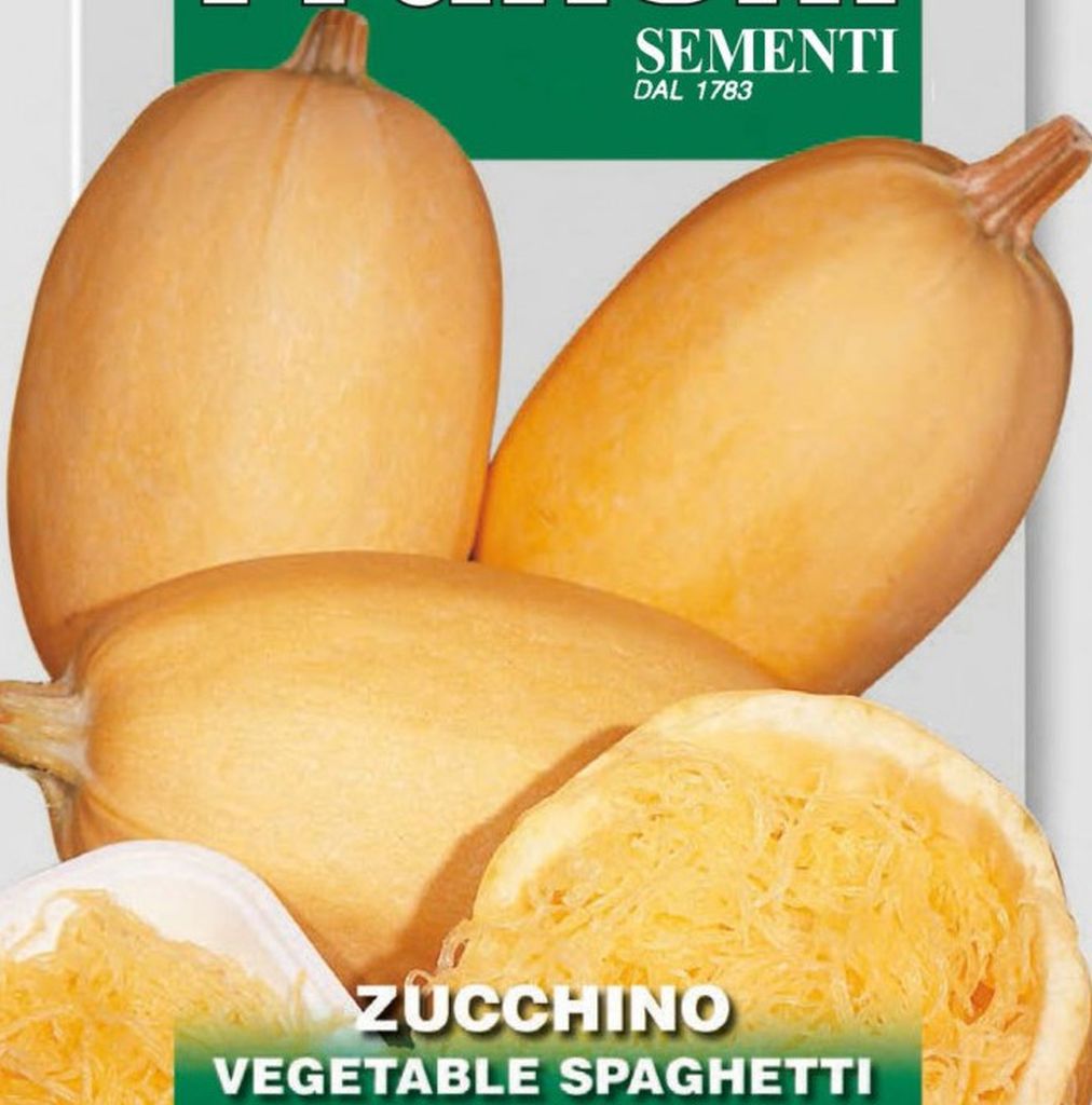 Samen Zucchini Speisekürbis Vegetable Spaghetti, Cucurbita pepo L. , Franchi Sementi