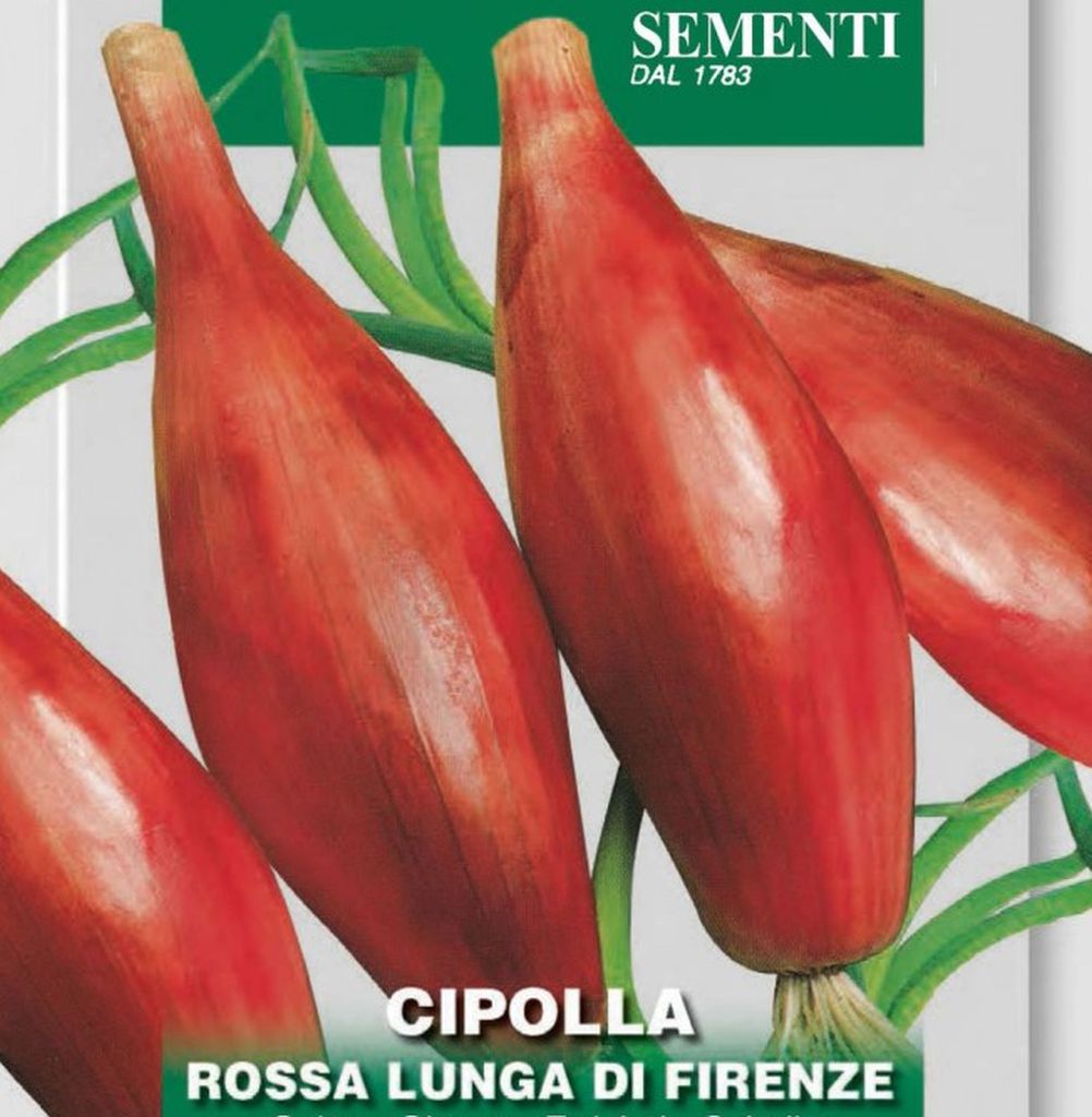 Samen Zwiebel Rossa Lunga Di Firenze, Allium cepa L., Franchi Sementi